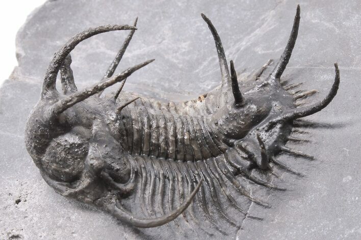 Spiny Ceratarges Trilobite - Zireg, Morocco #199007